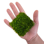 YASAM - Riccardia Chamedryfolia "Moss" on Pad Live Plant