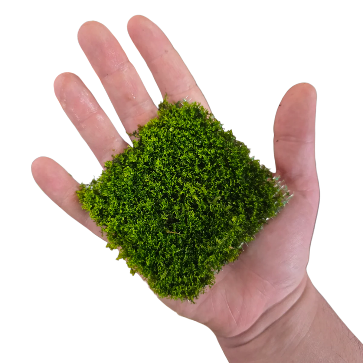 YASAM - Riccardia Chamedryfolia "Moss" on Pad Live Plant