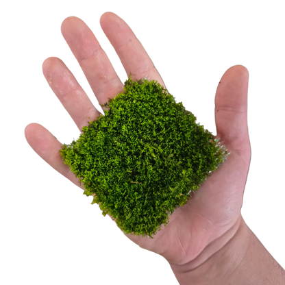 YASAM - Riccardia Chamedryfolia "Moss" on Pad Live Plant