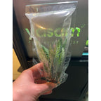 Yasam - Hygrophila Pinnatifida Easy Care Live aquatic aquarium plant Grown Submerged in Ceramic Ring