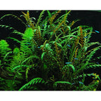 Yasam - Hygrophila Pinnatifida Easy Care Live aquatic aquarium plant Grown Submerged in Ceramic Ring