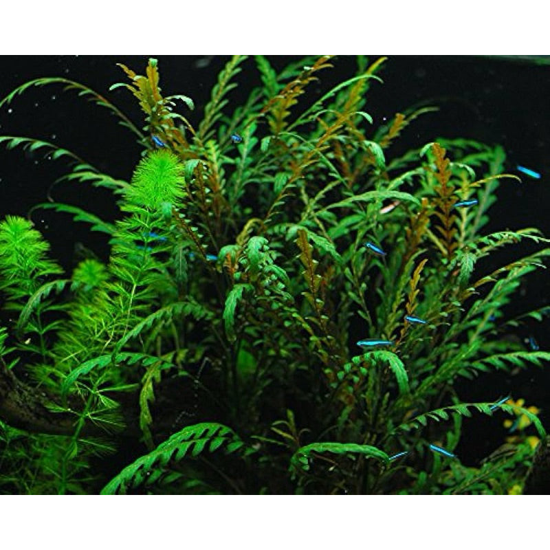 Yasam - Hygrophila Pinnatifida Easy Care Live aquatic aquarium plant Grown Submerged in Ceramic Ring