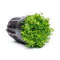 YASAM - Potted Carpeting Plants Micranthemum aka Monte Carlo (SG STORE Live Aquatic Plant)