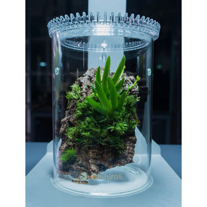 CHIHIROS - Glass Pot Dew with Ventilation Hole for Terrarium Aquascape