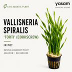 YASAM - Corkscrew Vallisneria Torti Live Aquarium Plant Background Aquascape Potted