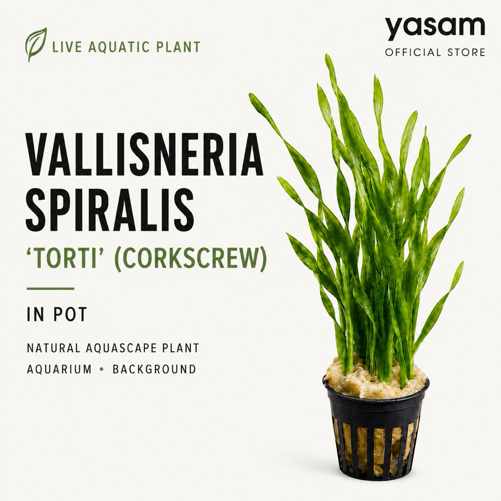 YASAM - Corkscrew Vallisneria Torti Live Aquarium Plant Background Aquascape Potted