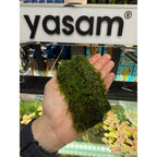 YASAM - Christmas Moss Live Aquarium Moss Vesicularia montagnei on flat Wood