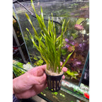 YASAM - Corkscrew Vallisneria Torti Live Aquarium Plant Background Aquascape Potted