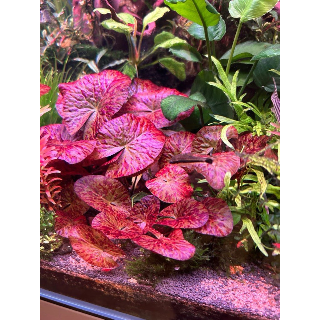 YASAM - Red Tiger Lotus Nymphaea Live Aquarium Plant on Ceramic Ring Aquascape