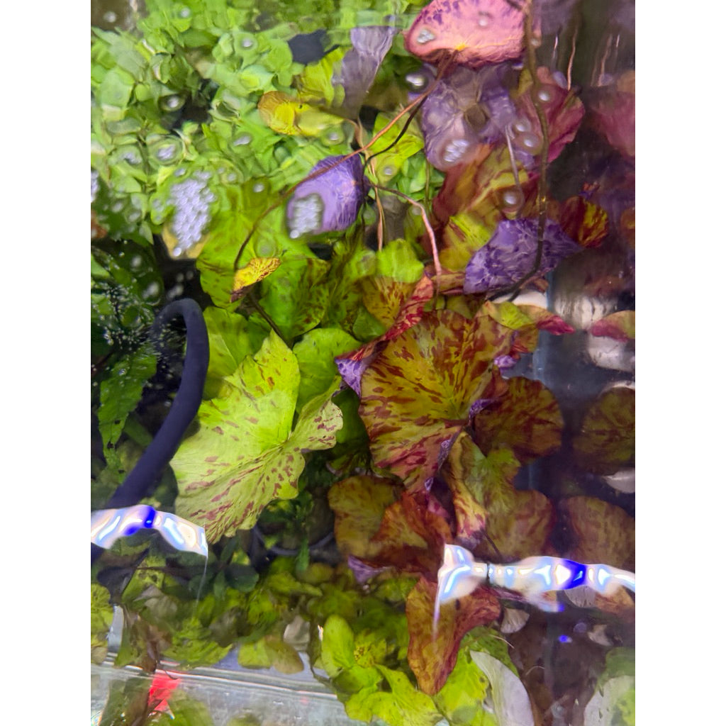 YASAM - Red Tiger Lotus Nymphaea Live Aquarium Plant on Ceramic Ring Aquascape