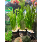 YASAM - Corkscrew Vallisneria Torti Live Aquarium Plant Background Aquascape Potted