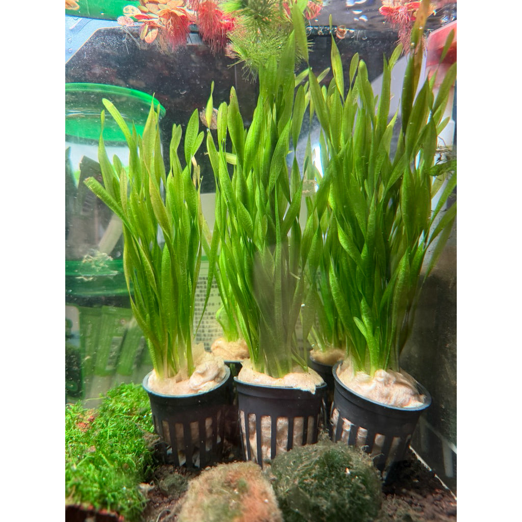 YASAM - Corkscrew Vallisneria Torti Live Aquarium Plant Background Aquascape Potted