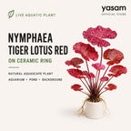 YASAM - Red Tiger Lotus Nymphaea Live Aquarium Plant on Ceramic Ring Aquascape
