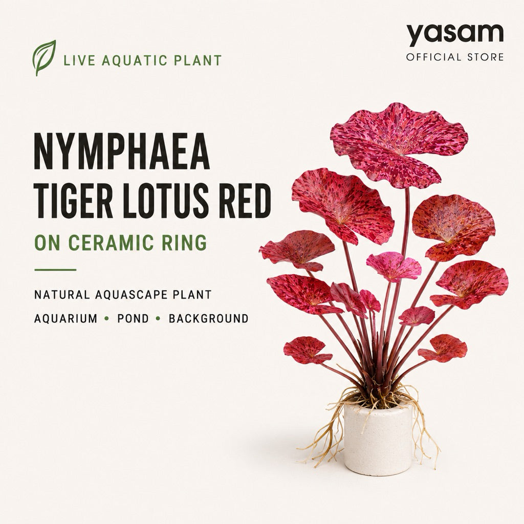 YASAM - Red Tiger Lotus Nymphaea Live Aquarium Plant on Ceramic Ring Aquascape
