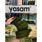 YASAM - Christmas Moss Live Aquarium Moss Vesicularia montagnei on flat Wood