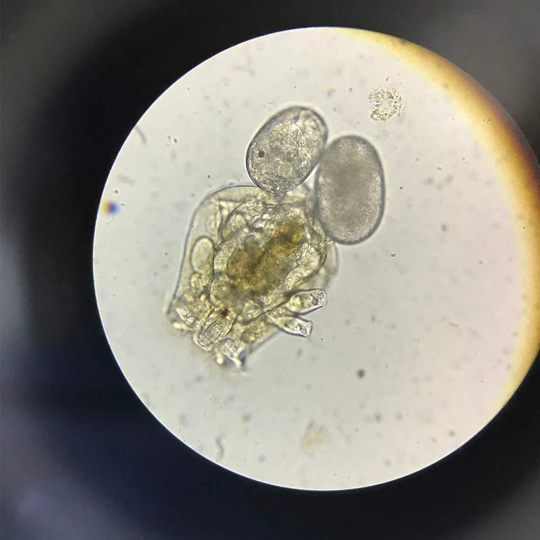 YASAM - Daphnia Rotifer Fairy Shrimp Moina Hatchable Live Feeder Food for Fries by Green Water Farm