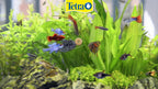 TETRA - FunTips Tablets 20 Tab for Aquarium Stick on Glass Food for tropical fishes