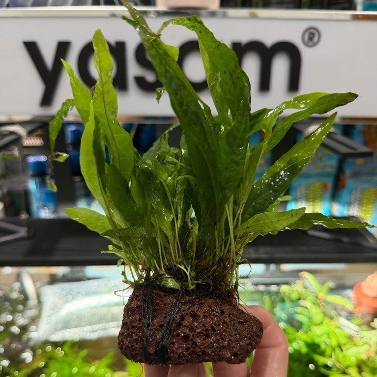 Java Fern Trident