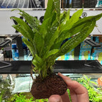 Java Fern Trident