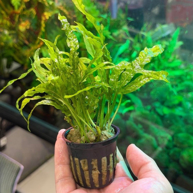 Java Fern Trident