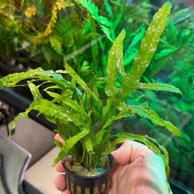 Java Fern Trident