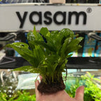 Java Fern Trident
