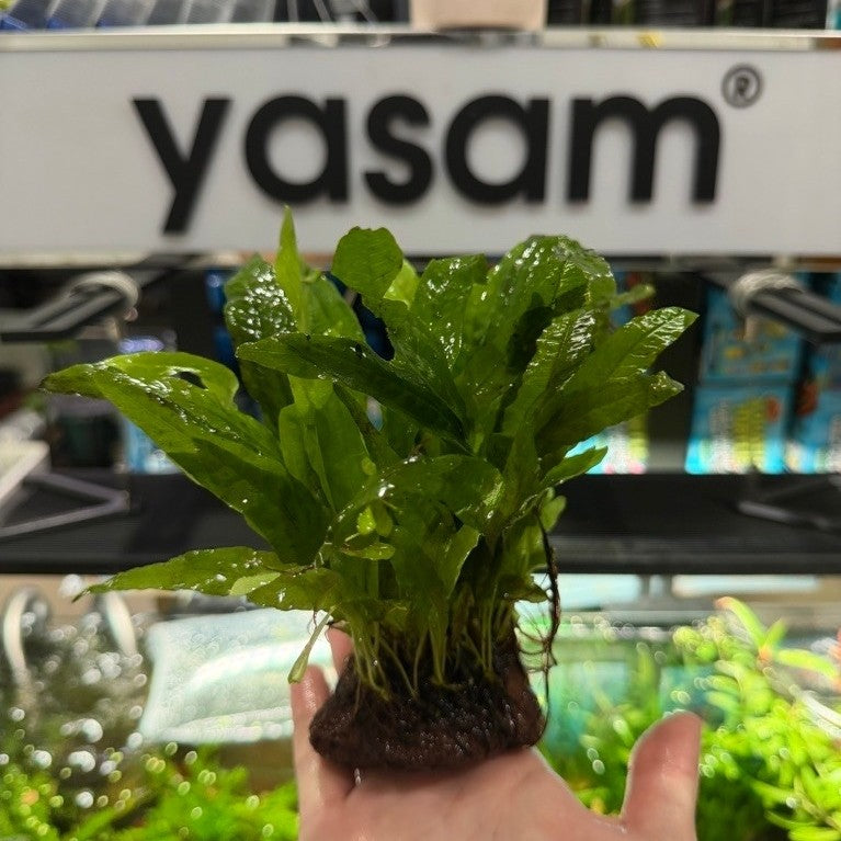 Java Fern Trident
