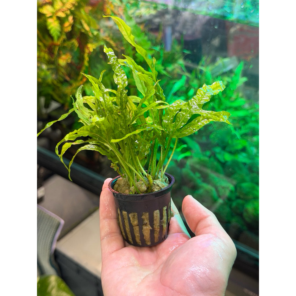 Java Fern Trident Pot