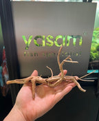 YASAM - 真正的浮木（精确的一块）