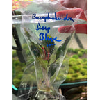 YASAM - Live Plant Bucephalandra Mix Per stalk
